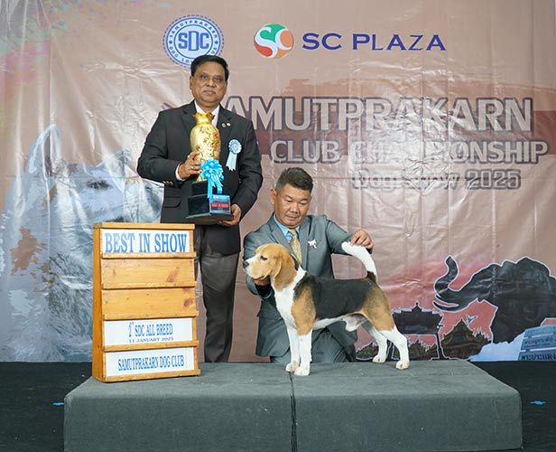 สุนัขพันธุ์ บีเกิ้ล น้องบิวกิ้น ได้รับรางวัล Back to Back Best in Show all breeds